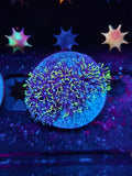 Green Star Polyps GSP