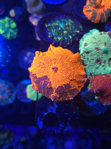 Deadpool Jawbreaker Mushroom