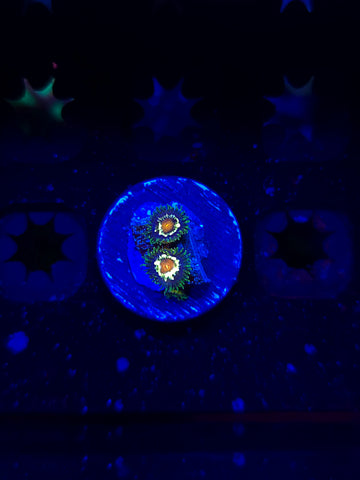 Jason Fox Daisy Cutter Zoas