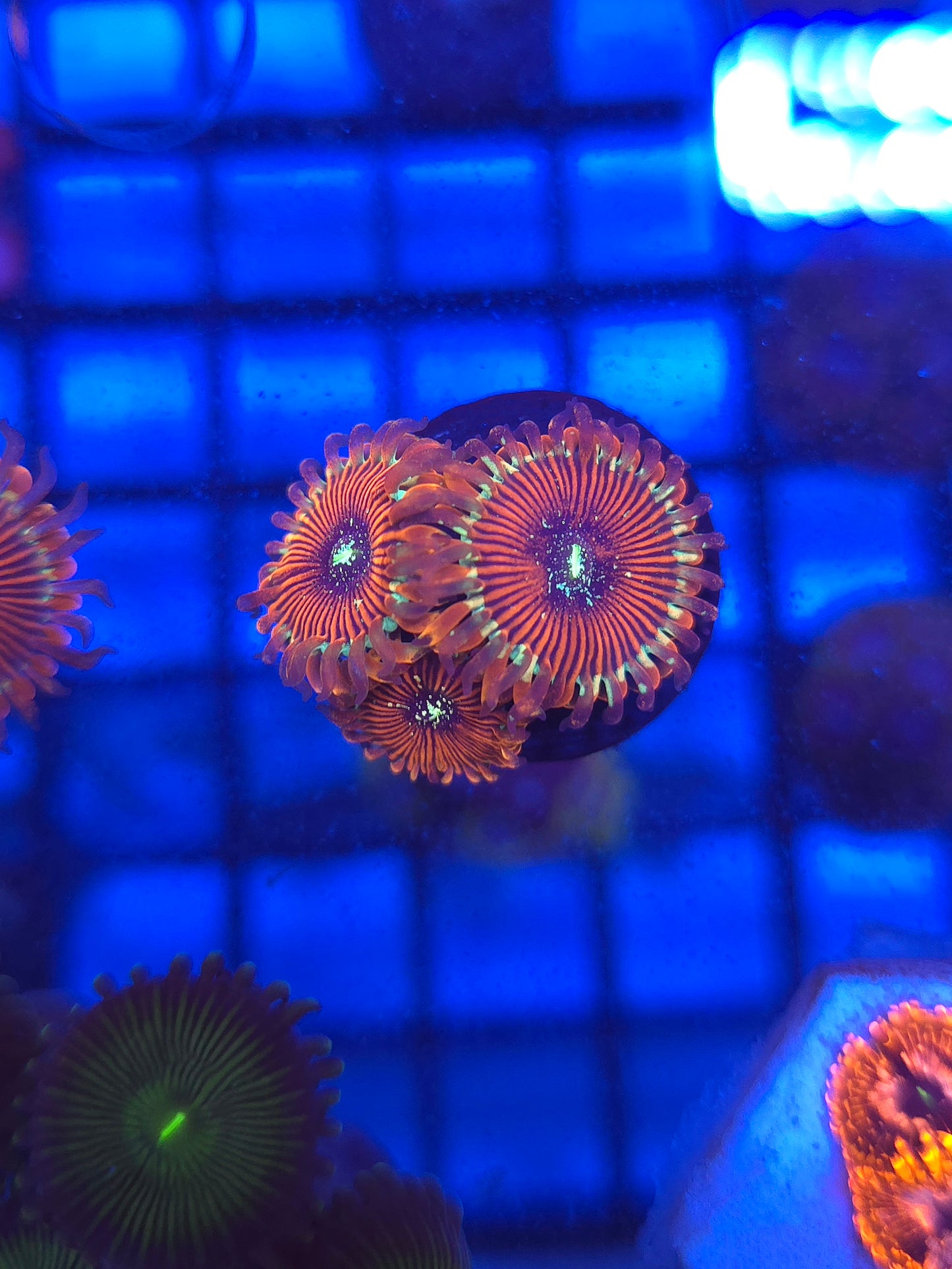 DDA Tropicali Zoas