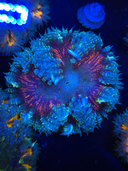 Ultra Rock Flower Anemone RFA