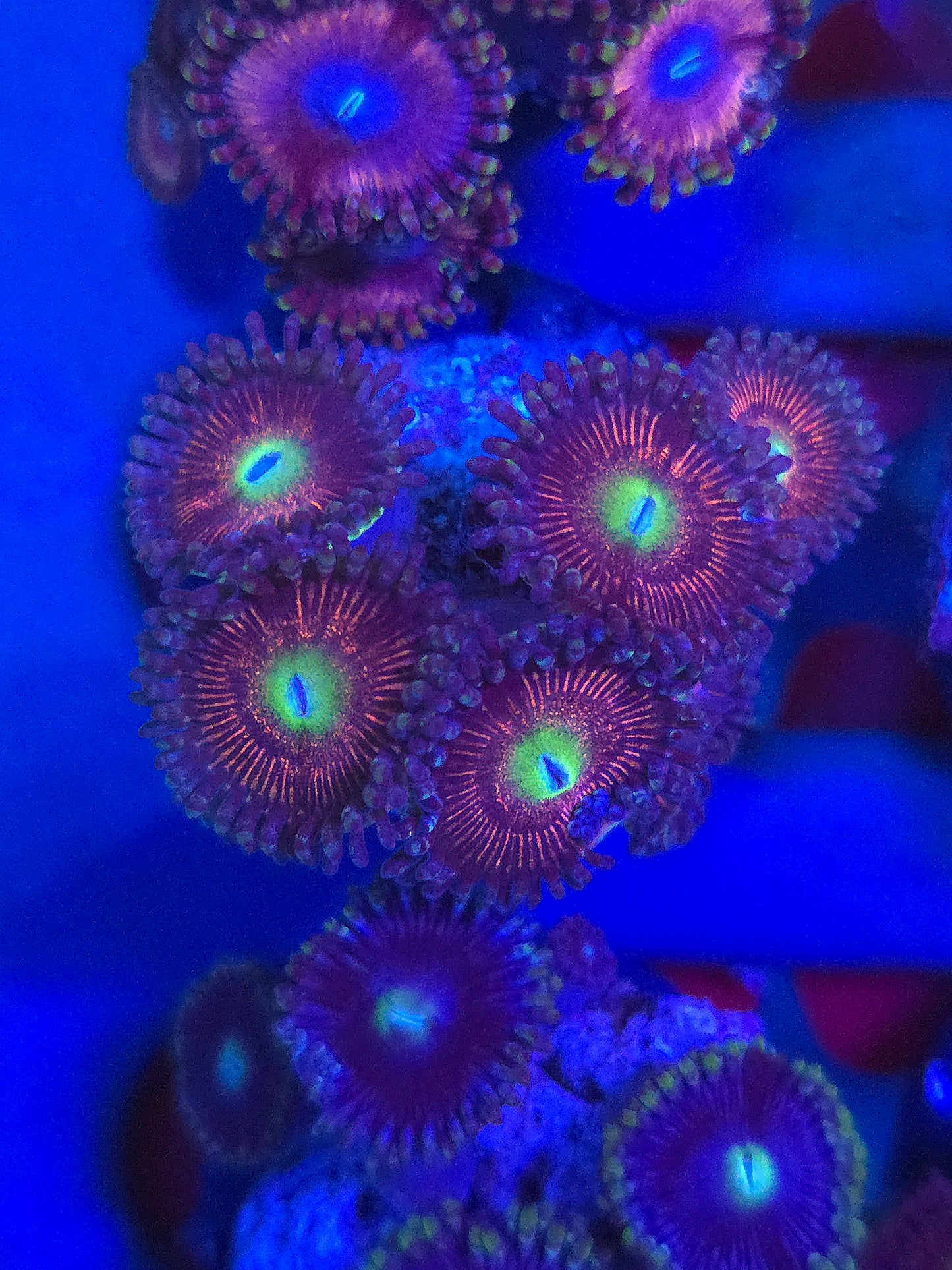 Pink Passion. Zoas