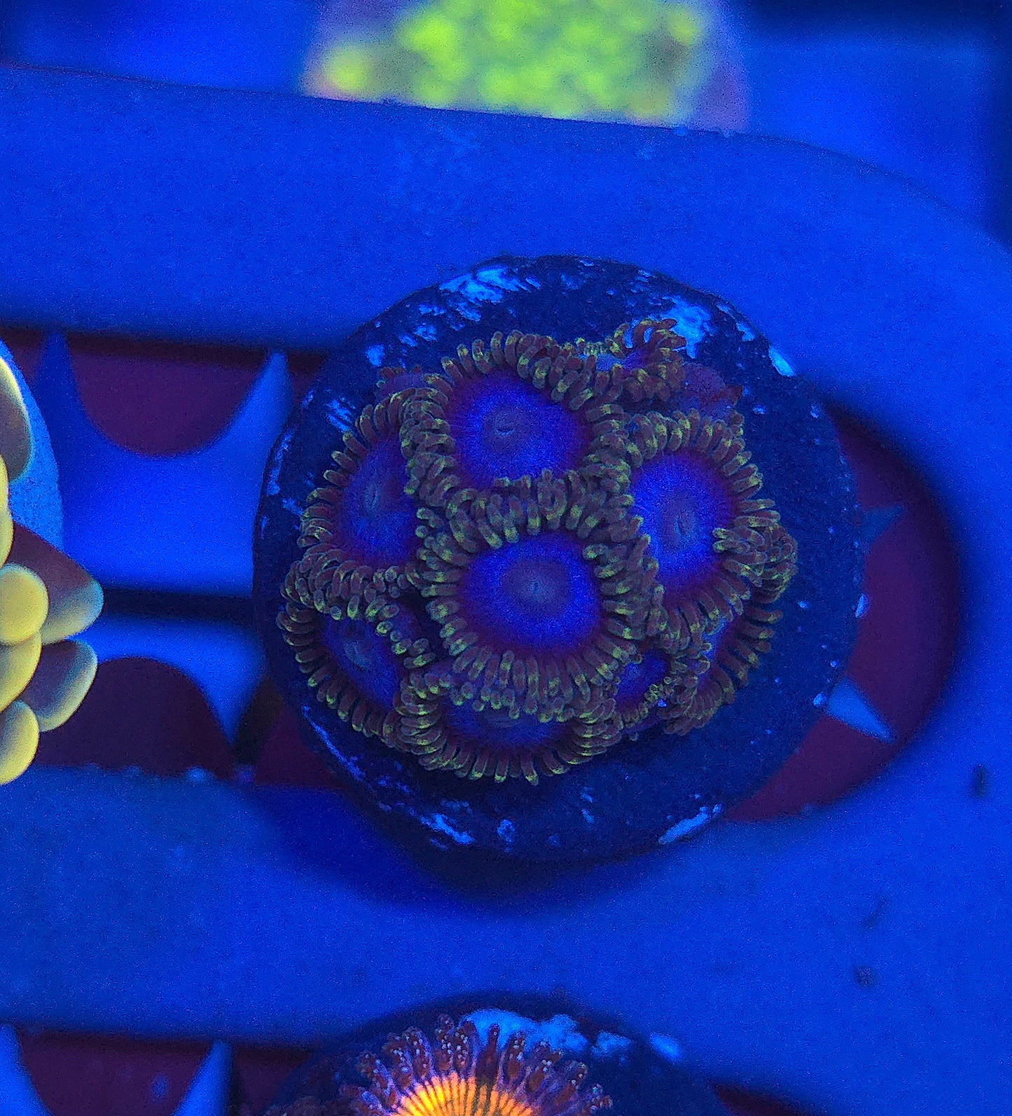 Blue Tubbs Zoas