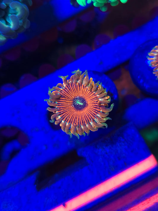 DDA Tropicali Zoa