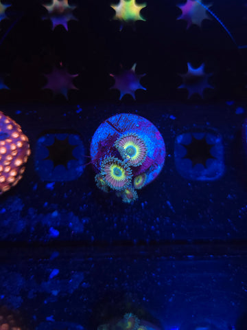 Beauty and the Beast Palythoas