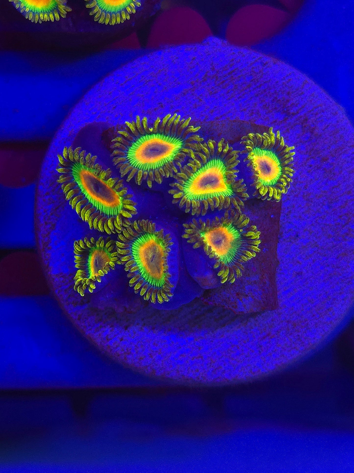 Rasta Zoas