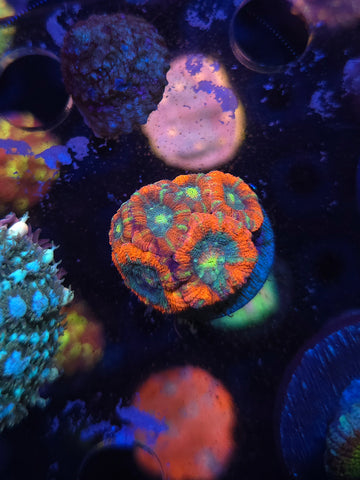 DDA LifeSaver Asian Acan