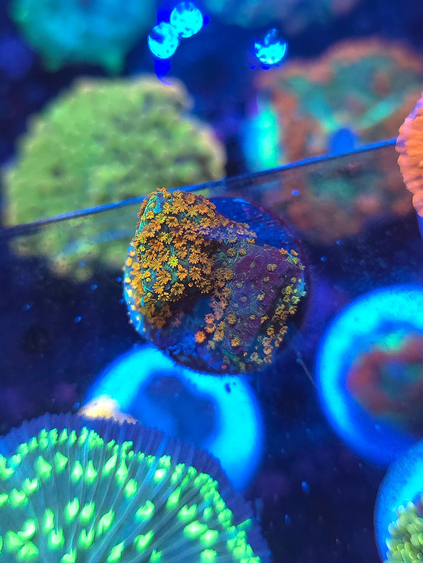 Aquaman Montipora