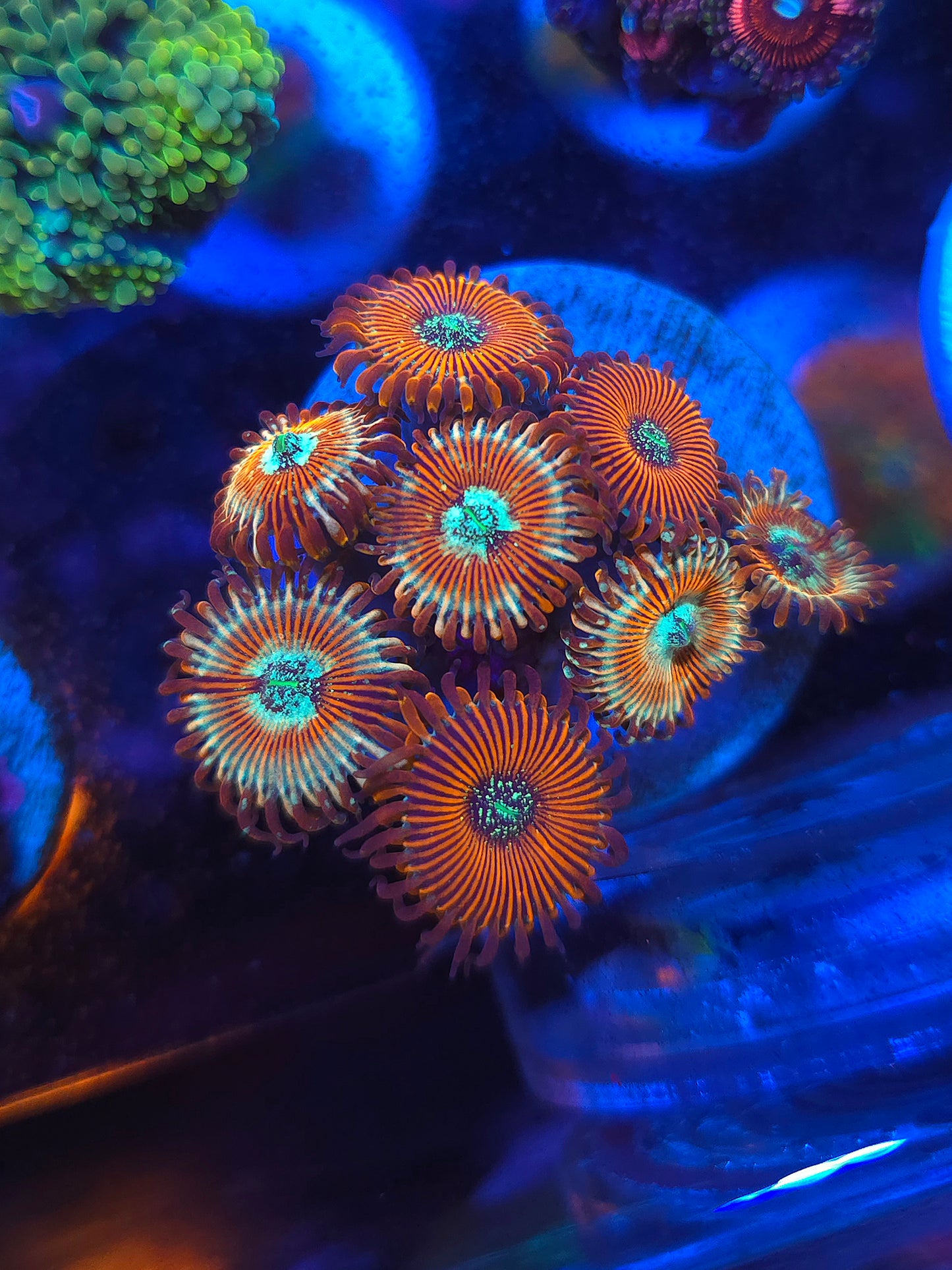 Seduction and Magician Zoa Combo