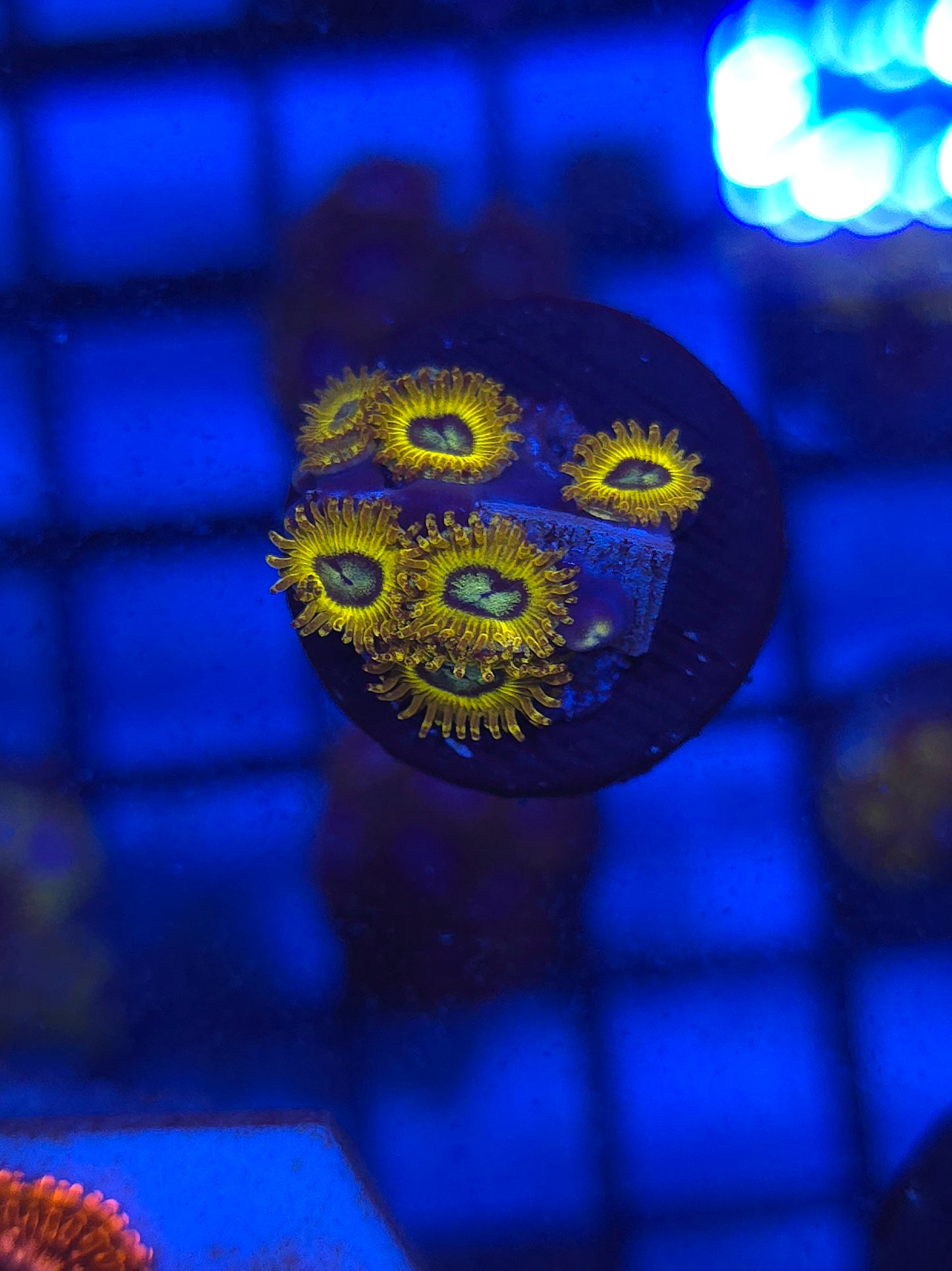 Pikachu Zoas
