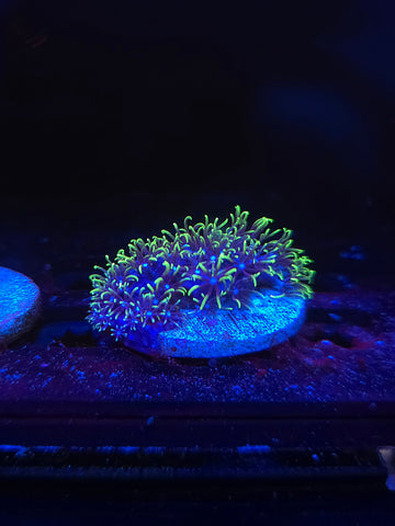 Green Star Polyps GSP