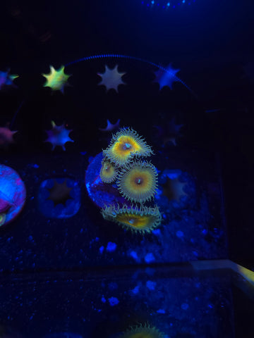 Captain Jerk Palythoas