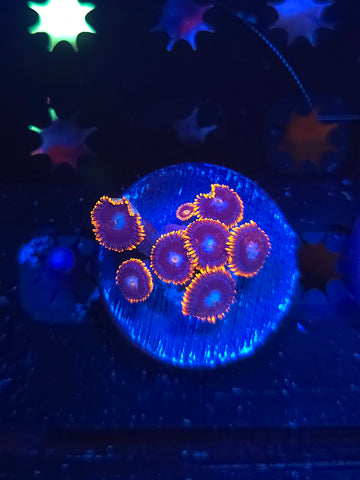 Red Rim Zoas