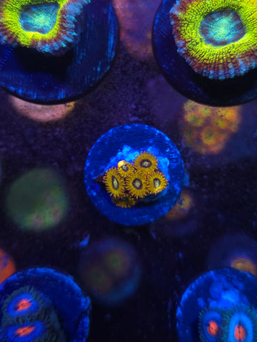 Pikachu Zoanthids