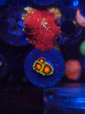 Super Saiyan Zoas