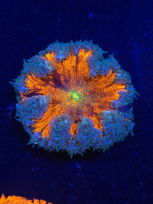 Ultra Rock Flower Anemone RFA