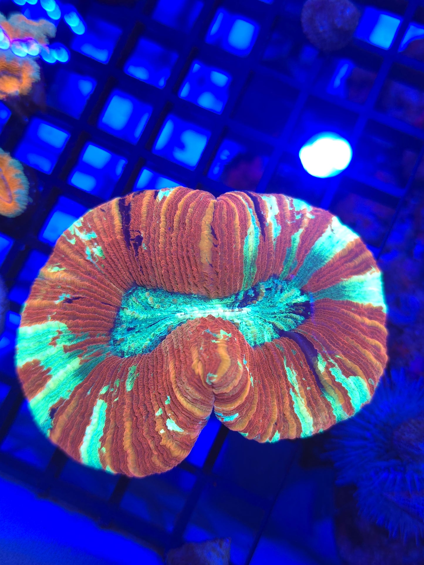 Rainbow Trachy