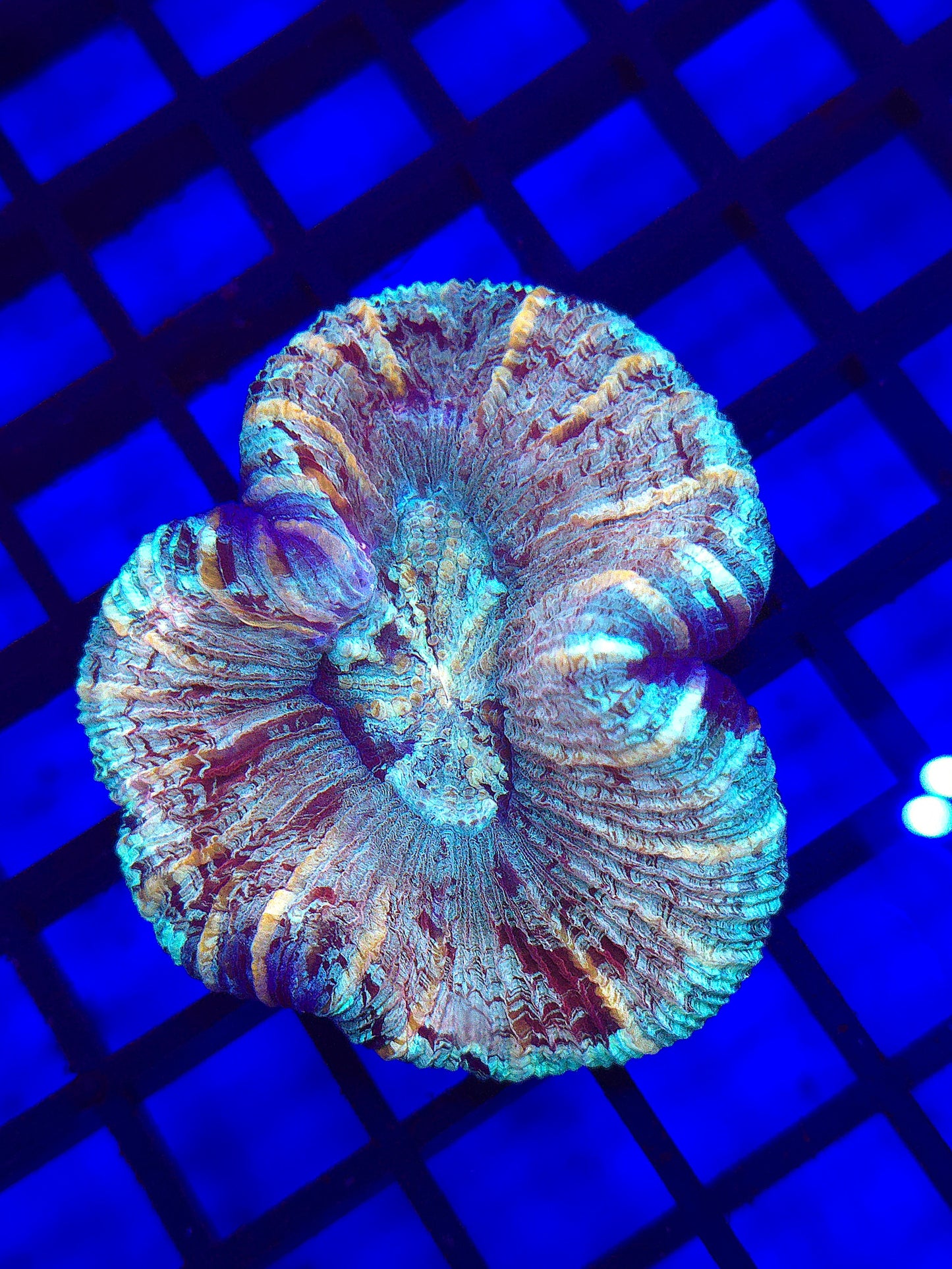Rainbow Trachy