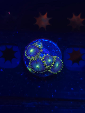 Blue and Green Zoas