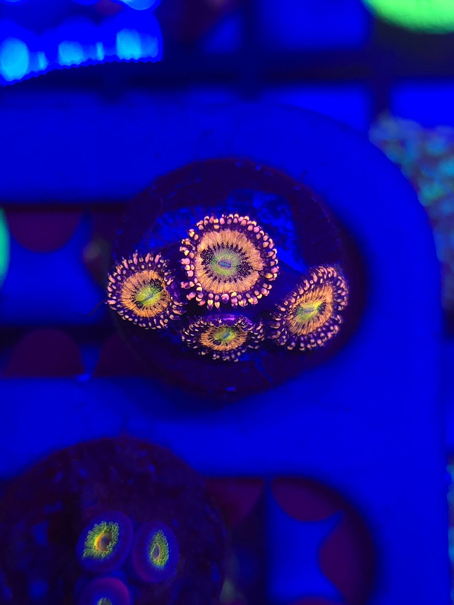 Playboy Bunny Zoas