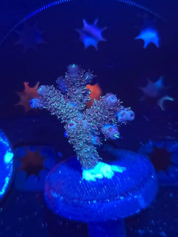 DDA Dream Machine Millepora