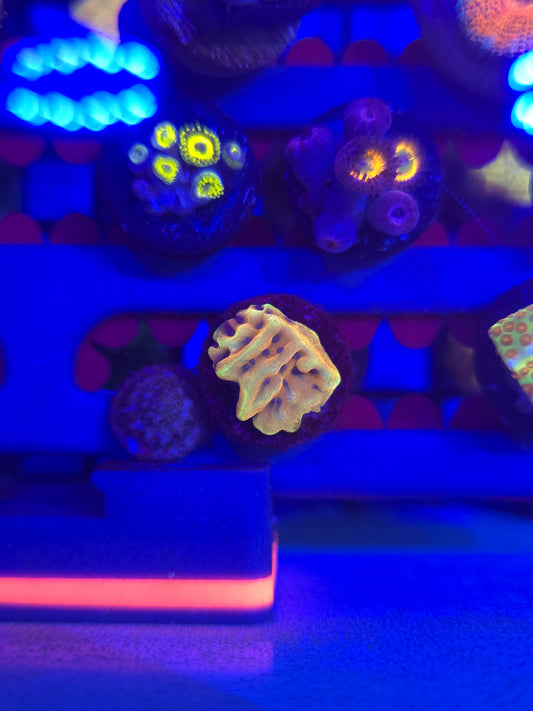 RR Crazy T Montipora