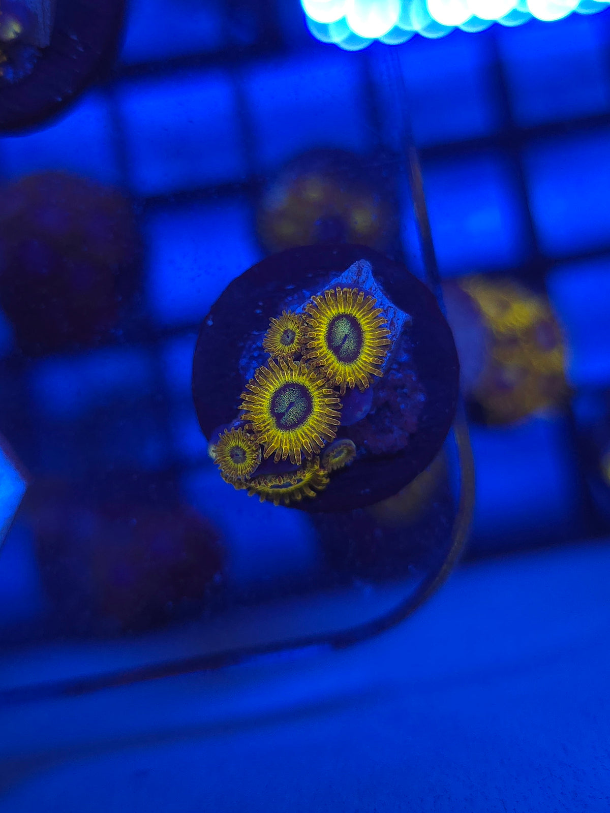 Pikachu Zoas