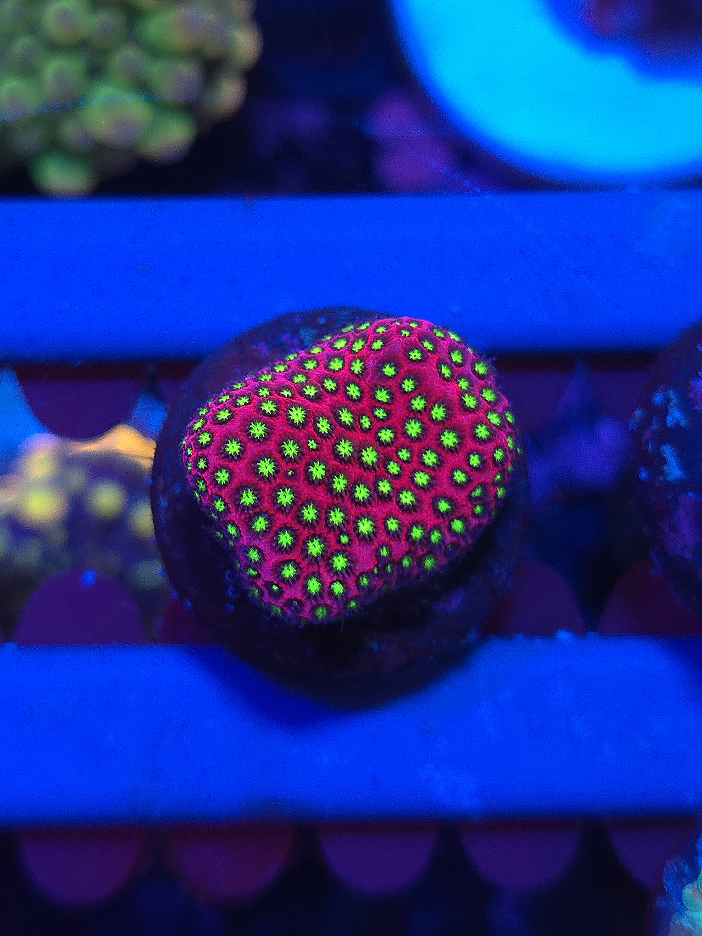 WWC Electric Daisy Stylocoeniella