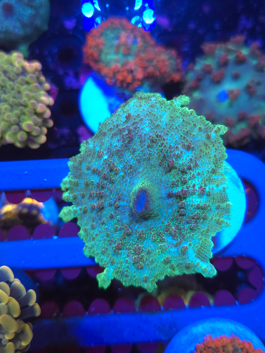 Green Neglectus Mushroom