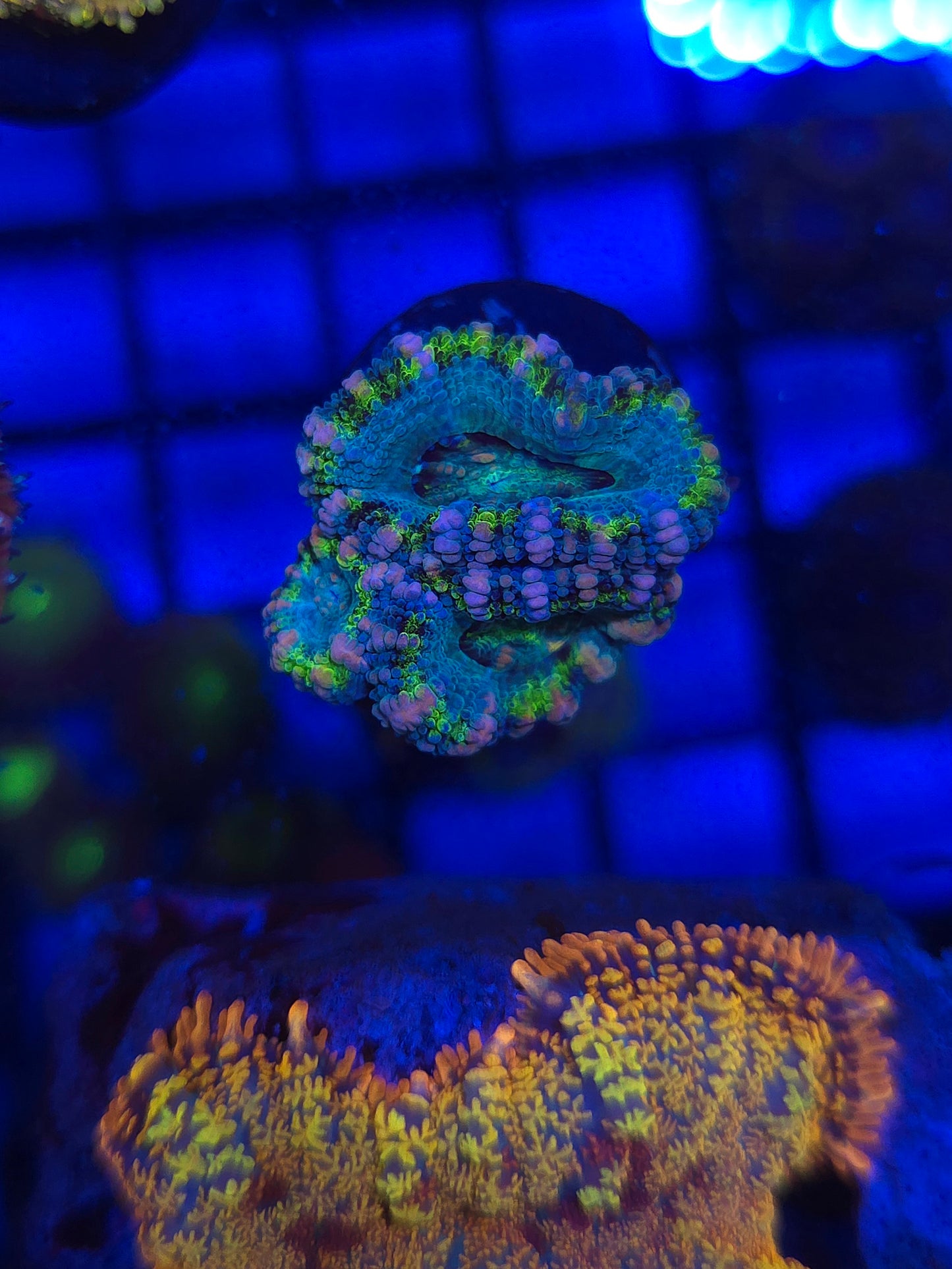 DDA Jungle Book Acans