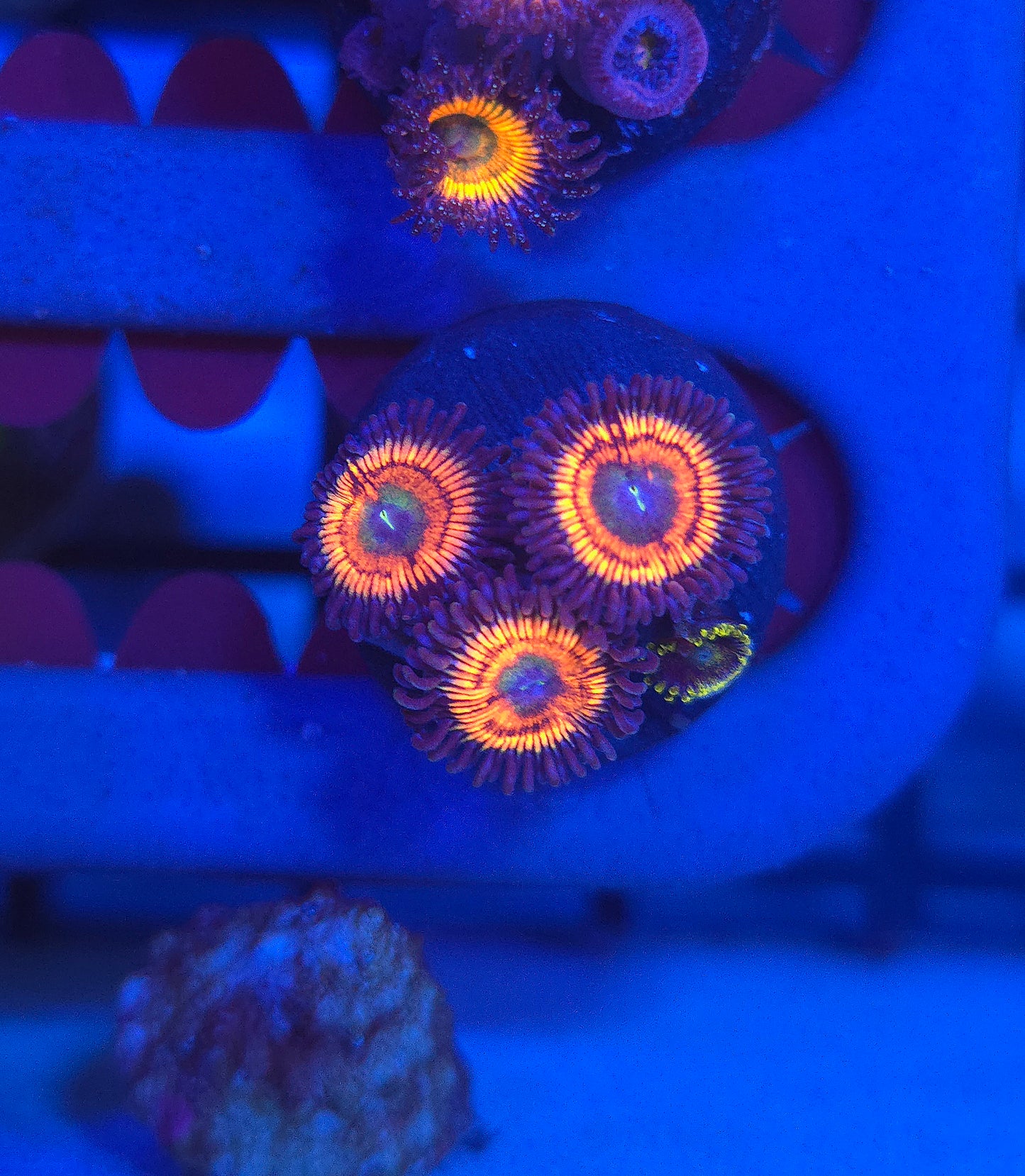 Gobstopper Zoas