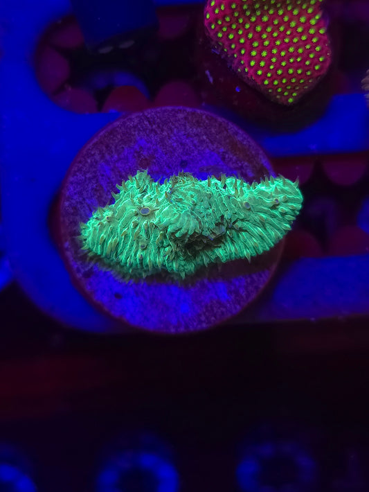 Green Lantern Lithophyllon