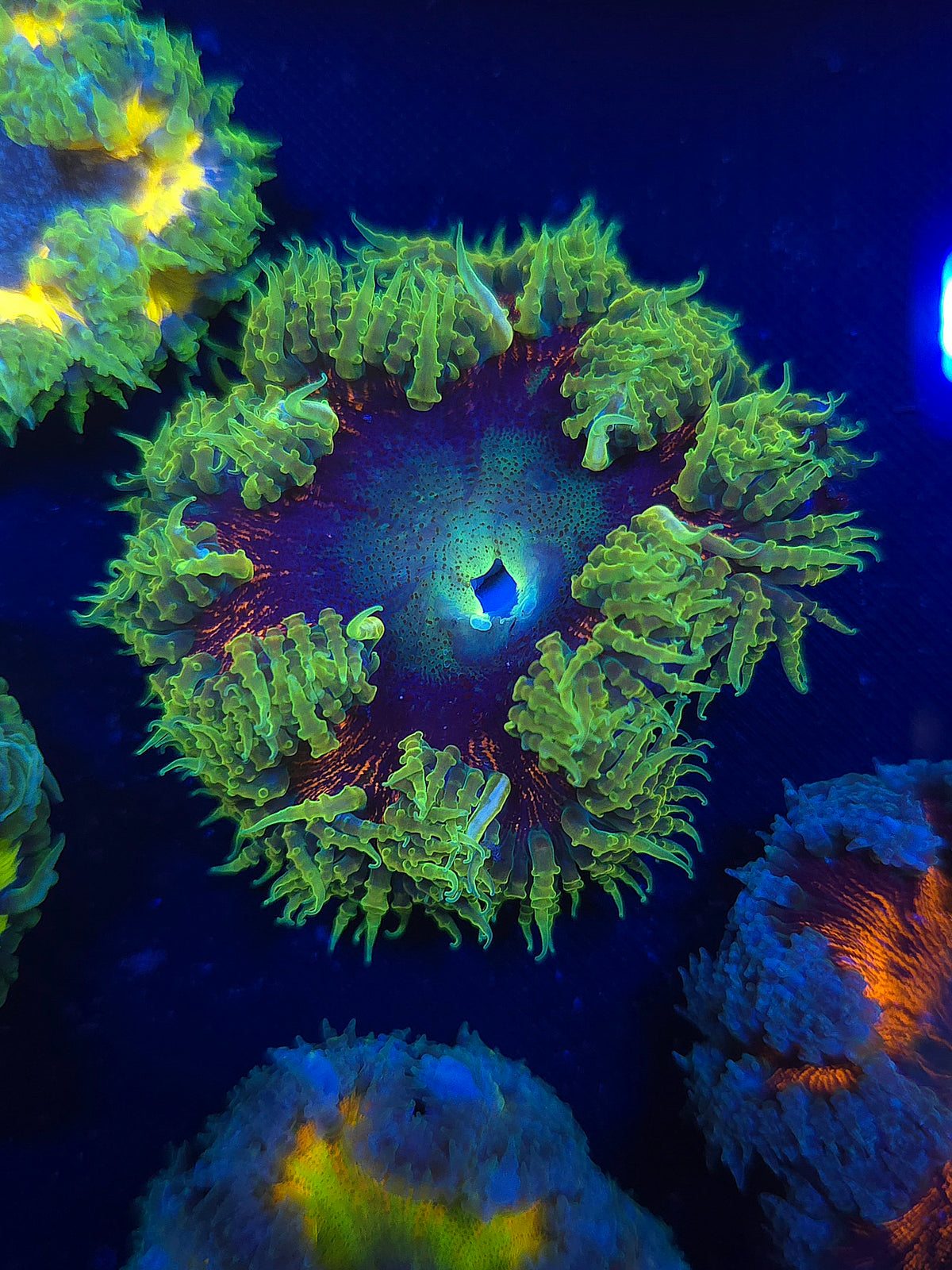 Ultra Rock Flower Anemone RFA