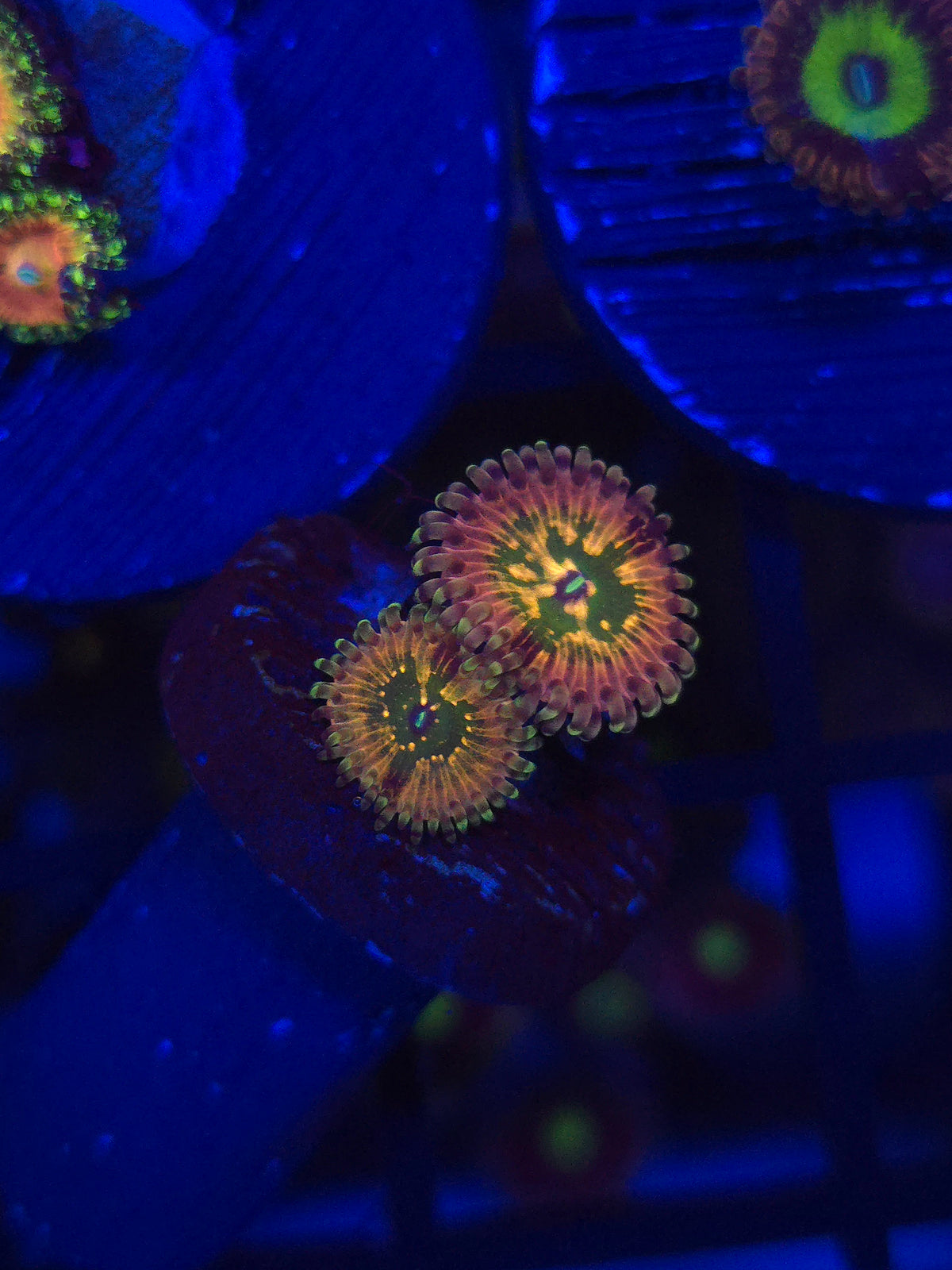 CK Monsters Inc Zoas