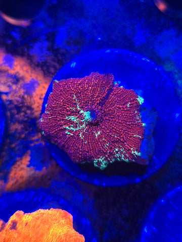 Reverse Eclectus V2 Mushroom