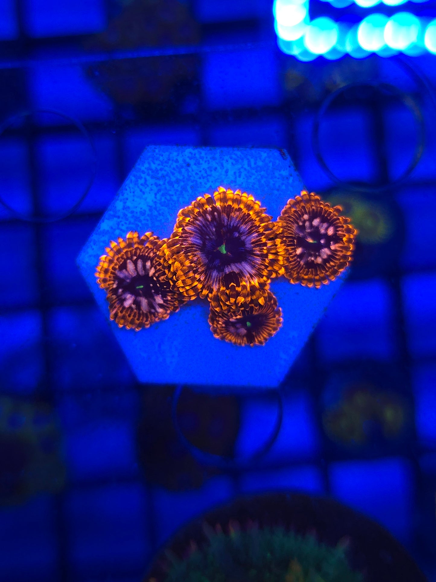Utter Chaos Zoas