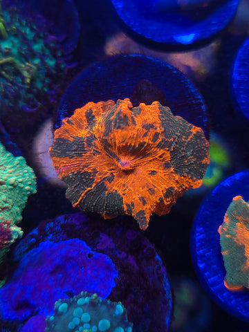 Candy Crush Jawbreaker Mushroom