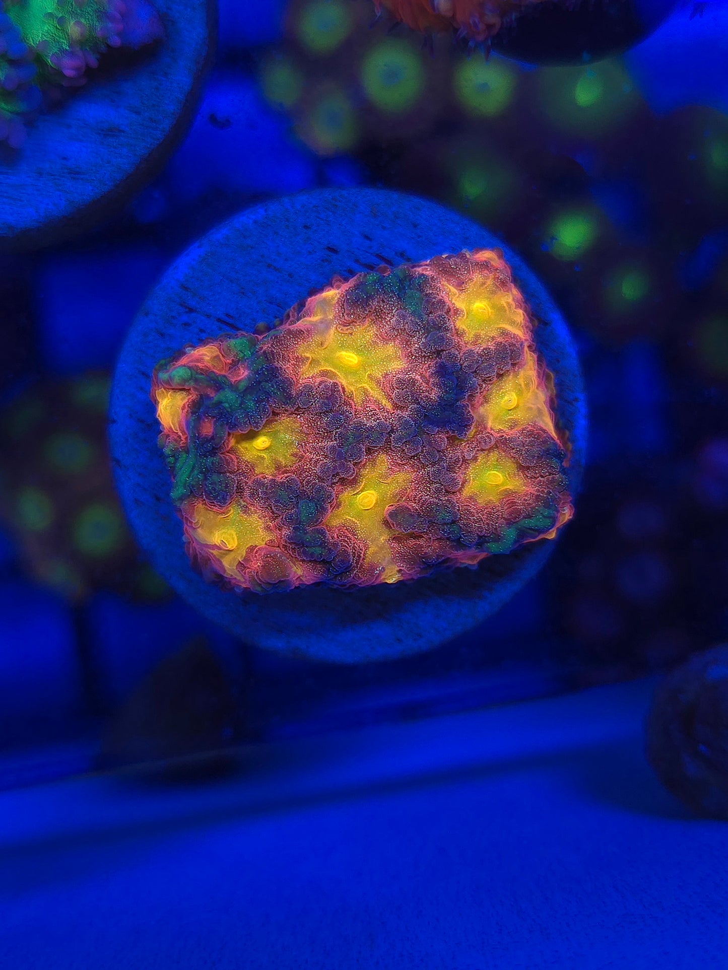 Space Cakes Favia