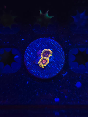 Jedi Mind Trick Zoas