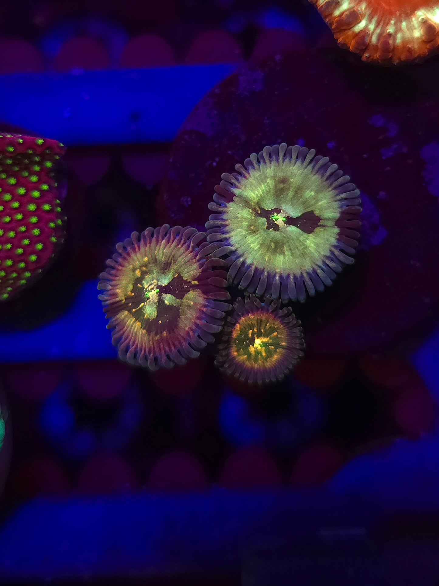 Pink Hawaiian Ding Dang Zoas