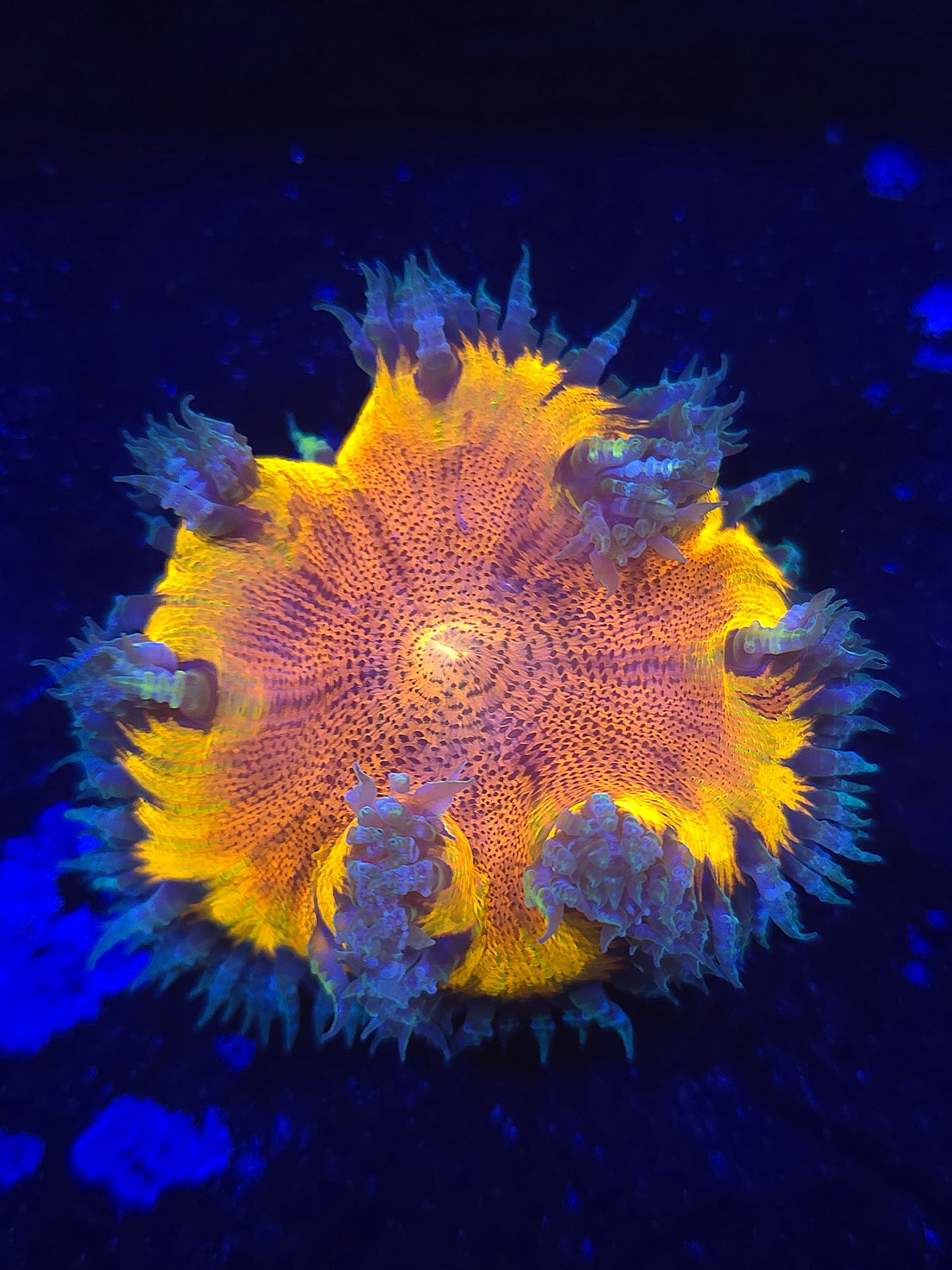 Red and Orange RFA