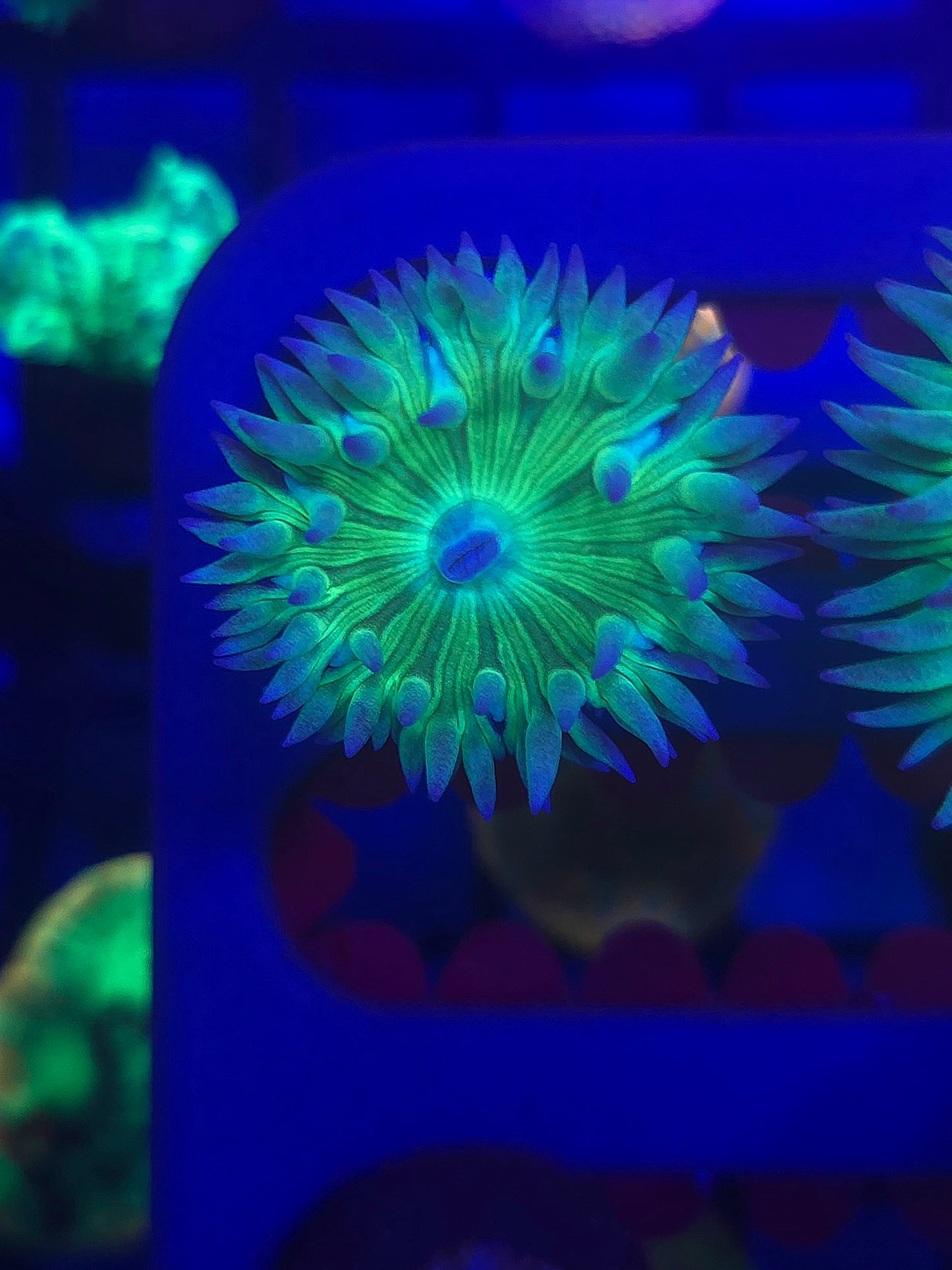Duncan Coral